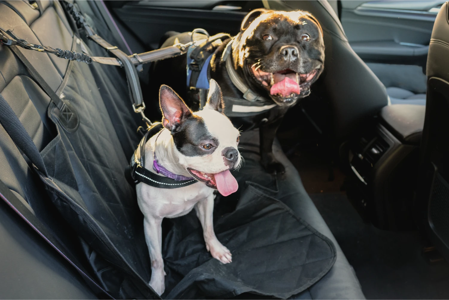 Ford Explorer Dog Safety Belt for Akitas