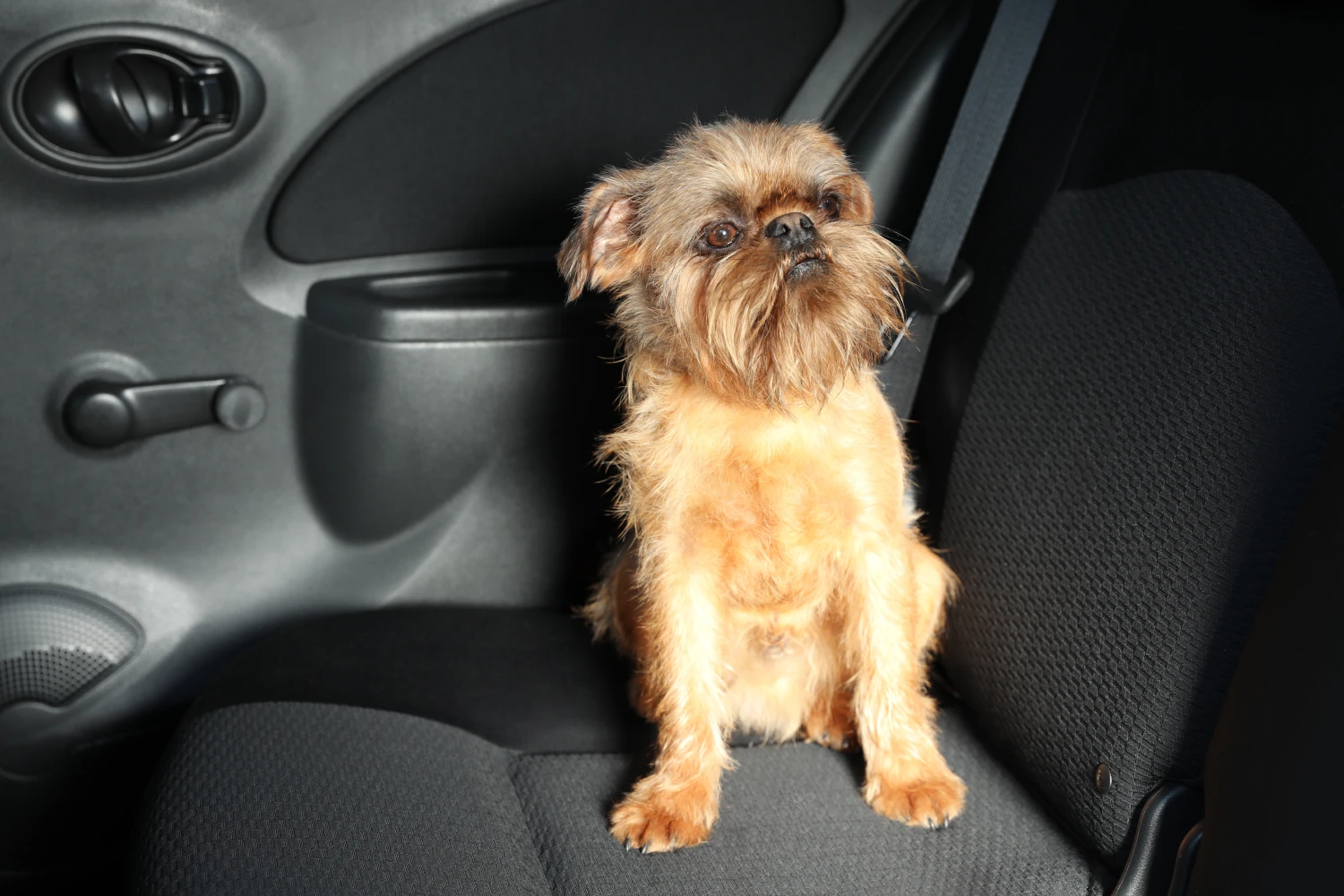 Chevrolet Suburban back seat cover for Brussels Griffons