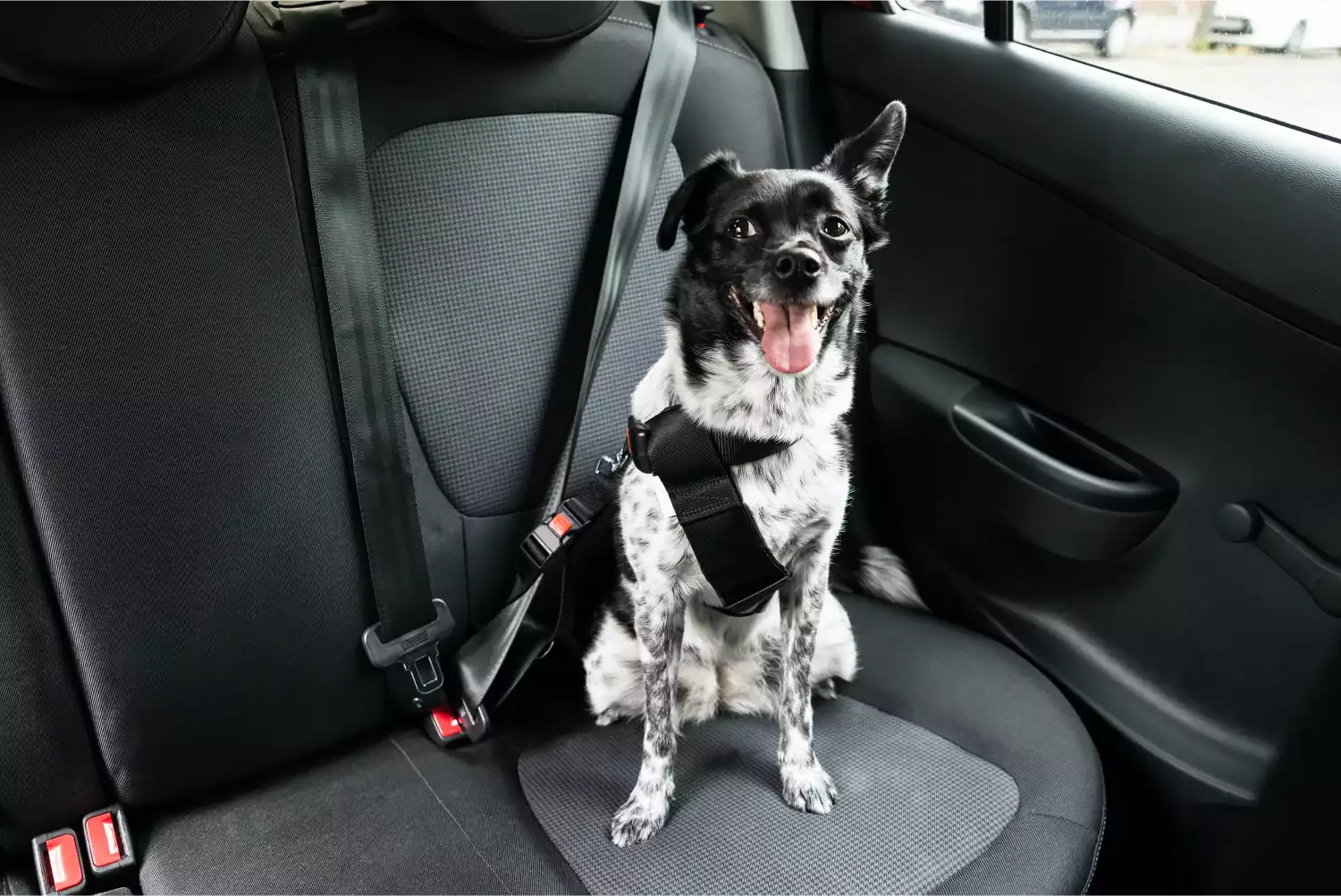 Kia Rio Dog Car Seat Belt for Dachshunds