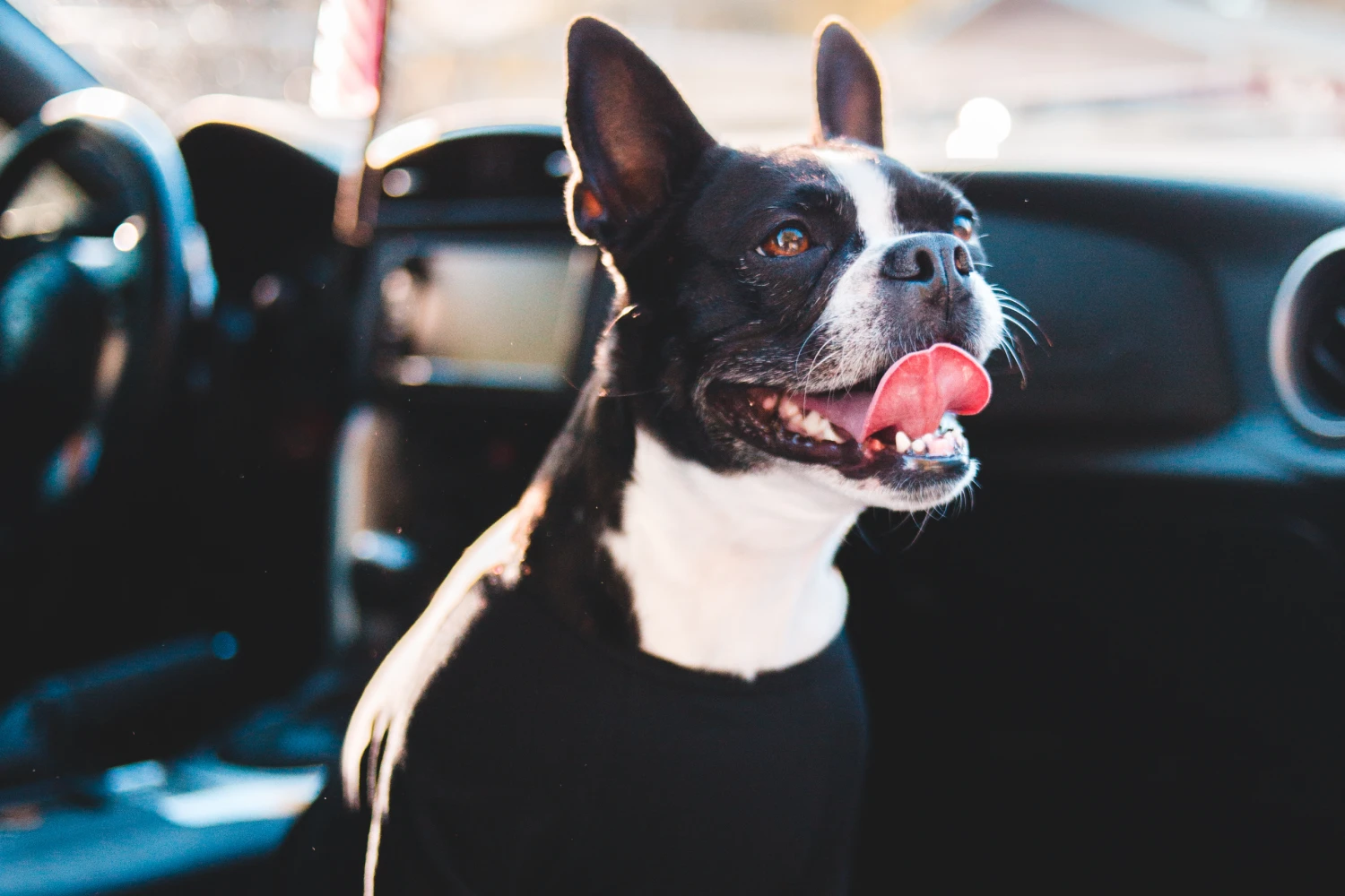 Kia Sportage Dog Car Seat Belt for American Staffordshire Terriers