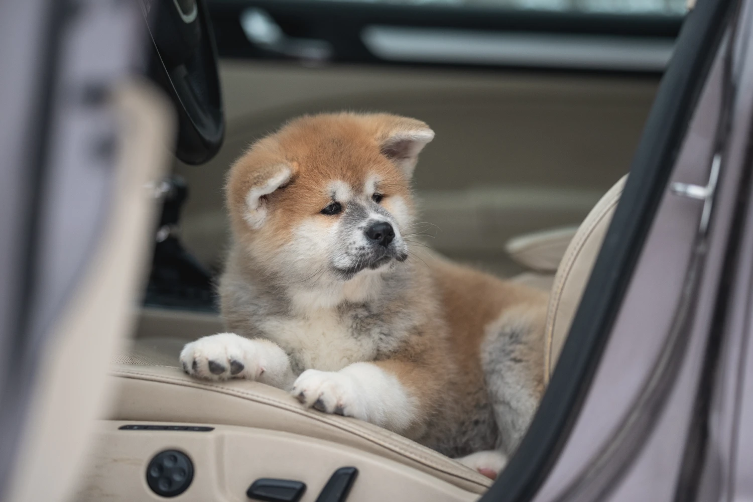 Ford Explorer Dog Safety Belt for Akitas