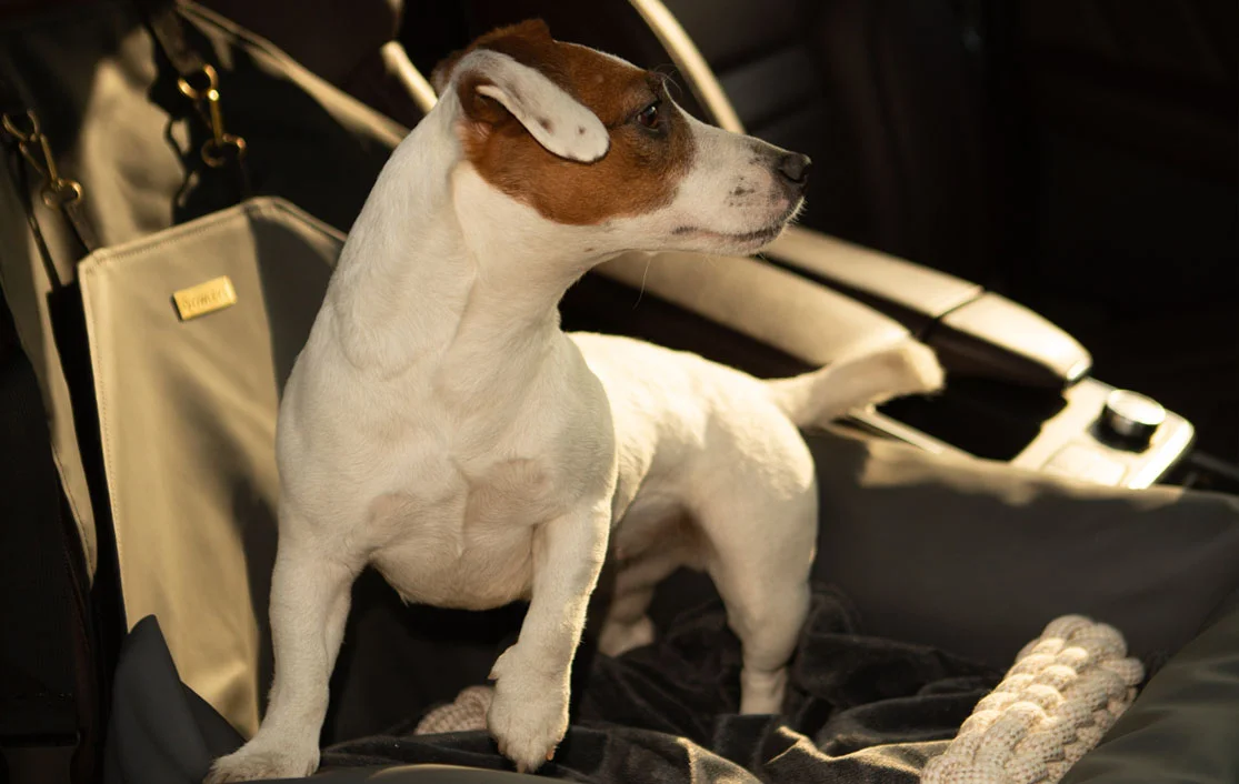 Dodge Grand Caravan Dog Car Seat for Cockapoos