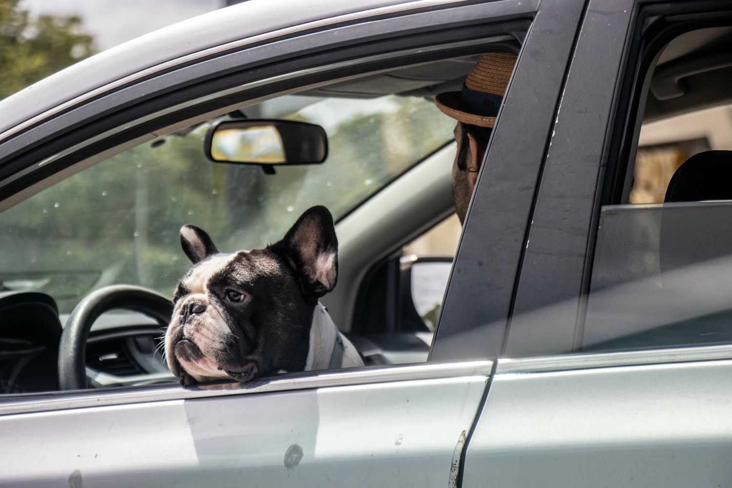 Honda CR-V Dog Car Seat Belt for American Staffordshire Terriers